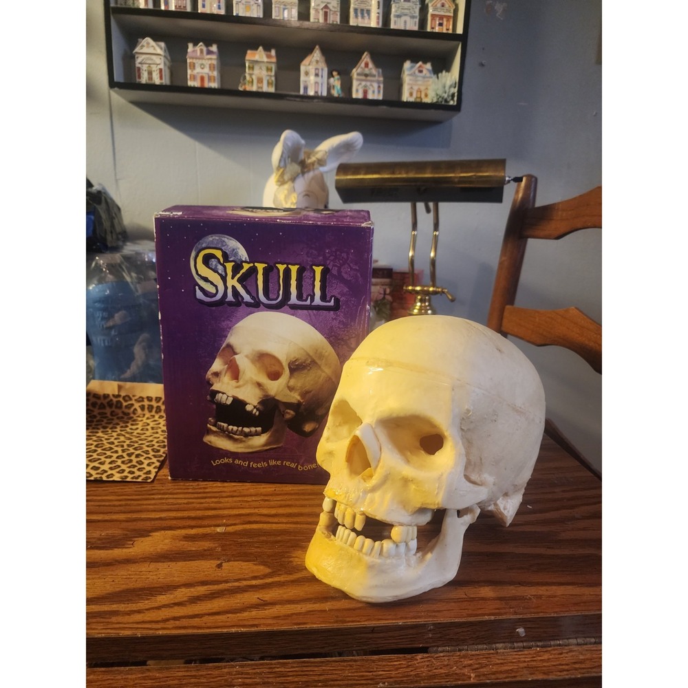 Vintage 1995 Crane Life Size Realistic Halloween Skull Prop, Movable Jaw HTF